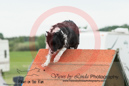 Abbi---OC Agility - AB/NWT Regional Championships---June 07, 2013                                <p>PLEASE CLICK THE PRICE BOX BELOW TO DISPLAY MORE PRICE OPTIONS.</p>