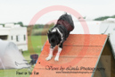 Abbi---OC Agility - AB/NWT Regional Championships---June 07, 2013                                <p>PLEASE CLICK THE PRICE BOX BELOW TO DISPLAY MORE PRICE OPTIONS.</p>
