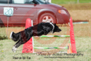 Abbi---OC Agility - AB/NWT Regional Championships---June 08, 2013                                <p>PLEASE CLICK THE PRICE BOX BELOW TO DISPLAY MORE PRICE OPTIONS.</p>