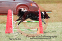 Abbi---OC Agility - AB/NWT Regional Championships---June 08, 2013                                <p>PLEASE CLICK THE PRICE BOX BELOW TO DISPLAY MORE PRICE OPTIONS.</p>