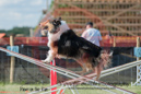 Baron---OC Agility - AB/NWT Regional Championships---June 08, 2013                                <p>PLEASE CLICK THE PRICE BOX BELOW TO DISPLAY MORE PRICE OPTIONS.</p>