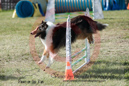 Baron---OC Agility - AB/NWT Regional Championships---June 08, 2013                                <p>PLEASE CLICK THE PRICE BOX BELOW TO DISPLAY MORE PRICE OPTIONS.</p>