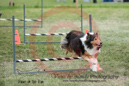 Baron---OC Agility - AB/NWT Regional Championships---June 09, 2013                                <p>PLEASE CLICK THE PRICE BOX BELOW TO DISPLAY MORE PRICE OPTIONS.</p>
