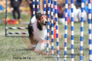 ---OC Agility - AB/NWT Regional Championships---June 08, 2013                                <p>PLEASE CLICK THE PRICE BOX BELOW TO DISPLAY MORE PRICE OPTIONS.</p>