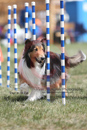 ---OC Agility - AB/NWT Regional Championships---June 08, 2013                                <p>PLEASE CLICK THE PRICE BOX BELOW TO DISPLAY MORE PRICE OPTIONS.</p>