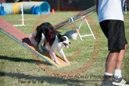 Best---OC Agility - AB/NWT Regional Championships---June 08, 2013                                <p>PLEASE CLICK THE PRICE BOX BELOW TO DISPLAY MORE PRICE OPTIONS.</p>