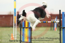 Best---OC Agility - AB/NWT Regional Championships---June 07, 2013                                <p>PLEASE CLICK THE PRICE BOX BELOW TO DISPLAY MORE PRICE OPTIONS.</p>