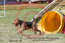 Dylan---OC Agility - AB/NWT Regional Championships---June 08, 2013                                <p>PLEASE CLICK THE PRICE BOX BELOW TO DISPLAY MORE PRICE OPTIONS.</p>
