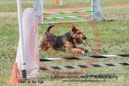 Dylan---OC Agility - AB/NWT Regional Championships---June 08, 2013                                <p>PLEASE CLICK THE PRICE BOX BELOW TO DISPLAY MORE PRICE OPTIONS.</p>