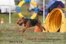 Dylan---OC Agility - AB/NWT Regional Championships---June 09, 2013                                <p>PLEASE CLICK THE PRICE BOX BELOW TO DISPLAY MORE PRICE OPTIONS.</p>