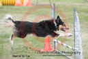 Gyp---OC Agility - AB/NWT Regional Championships---June 09, 2013                                <p>PLEASE CLICK THE PRICE BOX BELOW TO DISPLAY MORE PRICE OPTIONS.</p>
