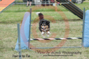 Gyp---OC Agility - AB/NWT Regional Championships---June 09, 2013                                <p>PLEASE CLICK THE PRICE BOX BELOW TO DISPLAY MORE PRICE OPTIONS.</p>