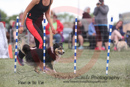 Gyp---OC Agility - AB/NWT Regional Championships---June 08, 2013                                <p>PLEASE CLICK THE PRICE BOX BELOW TO DISPLAY MORE PRICE OPTIONS.</p>