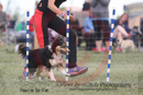 Gyp---OC Agility - AB/NWT Regional Championships---June 08, 2013                                <p>PLEASE CLICK THE PRICE BOX BELOW TO DISPLAY MORE PRICE OPTIONS.</p>