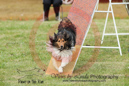 Lily---OC Agility - AB/NWT Regional Championships---June 07, 2013                                <p>PLEASE CLICK THE PRICE BOX BELOW TO DISPLAY MORE PRICE OPTIONS.</p>