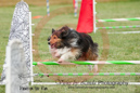 Lily---OC Agility - AB/NWT Regional Championships---June 07, 2013                                <p>PLEASE CLICK THE PRICE BOX BELOW TO DISPLAY MORE PRICE OPTIONS.</p>