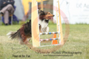 Lily---OC Agility - AB/NWT Regional Championships---June 09, 2013                                <p>PLEASE CLICK THE PRICE BOX BELOW TO DISPLAY MORE PRICE OPTIONS.</p>