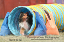 Lily---OC Agility - AB/NWT Regional Championships---June 09, 2013                                <p>PLEASE CLICK THE PRICE BOX BELOW TO DISPLAY MORE PRICE OPTIONS.</p>