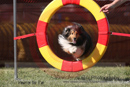 Lily---OC Agility - AB/NWT Regional Championships---June 08, 2013                                <p>PLEASE CLICK THE PRICE BOX BELOW TO DISPLAY MORE PRICE OPTIONS.</p>