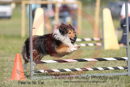Lily---OC Agility - AB/NWT Regional Championships---June 08, 2013                                <p>PLEASE CLICK THE PRICE BOX BELOW TO DISPLAY MORE PRICE OPTIONS.</p>