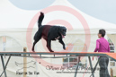 Minnie---OC Agility - AB/NWT Regional Championships---June 09, 2013                                <p>PLEASE CLICK THE PRICE BOX BELOW TO DISPLAY MORE PRICE OPTIONS.</p>