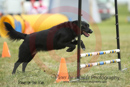 Minnie---OC Agility - AB/NWT Regional Championships---June 09, 2013                                <p>PLEASE CLICK THE PRICE BOX BELOW TO DISPLAY MORE PRICE OPTIONS.</p>