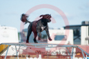 Odin---OC Agility - AB/NWT Regional Championships---June 08, 2013                                <p>PLEASE CLICK THE PRICE BOX BELOW TO DISPLAY MORE PRICE OPTIONS.</p>