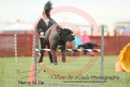 Odin---OC Agility - AB/NWT Regional Championships---June 07, 2013                                <p>PLEASE CLICK THE PRICE BOX BELOW TO DISPLAY MORE PRICE OPTIONS.</p>