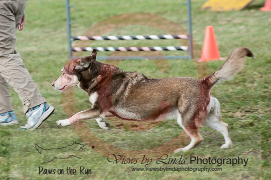 Rolo---OC Agility - AB/NWT Regional Championships---June 09, 2013                                <p>PLEASE CLICK THE PRICE BOX BELOW TO DISPLAY MORE PRICE OPTIONS.</p>
