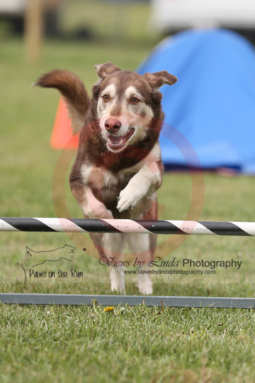 Rolo---OC Agility - AB/NWT Regional Championships---June 07, 2013                                <p>PLEASE CLICK THE PRICE BOX BELOW TO DISPLAY MORE PRICE OPTIONS.</p>