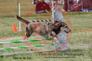 Rolo---OC Agility - AB/NWT Regional Championships---June 08, 2013                                <p>PLEASE CLICK THE PRICE BOX BELOW TO DISPLAY MORE PRICE OPTIONS.</p>