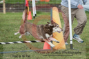 Rolo---OC Agility - AB/NWT Regional Championships---June 09, 2013                                <p>PLEASE CLICK THE PRICE BOX BELOW TO DISPLAY MORE PRICE OPTIONS.</p>