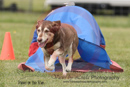 Rolo---OC Agility - AB/NWT Regional Championships---June 07, 2013                                <p>PLEASE CLICK THE PRICE BOX BELOW TO DISPLAY MORE PRICE OPTIONS.</p>