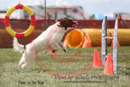 Scooter Jones---OC Agility - AB/NWT Regional Championships---June 08, 2013                                <p>PLEASE CLICK THE PRICE BOX BELOW TO DISPLAY MORE PRICE OPTIONS.</p>