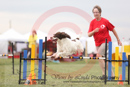 Scooter Jones---OC Agility - AB/NWT Regional Championships---June 07, 2013                                <p>PLEASE CLICK THE PRICE BOX BELOW TO DISPLAY MORE PRICE OPTIONS.</p>