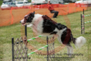 Simon---OC Agility - AB/NWT Regional Championships---June 08, 2013                                <p>PLEASE CLICK THE PRICE BOX BELOW TO DISPLAY MORE PRICE OPTIONS.</p>