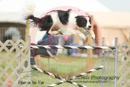 Simon---OC Agility - AB/NWT Regional Championships---June 07, 2013                                <p>PLEASE CLICK THE PRICE BOX BELOW TO DISPLAY MORE PRICE OPTIONS.</p>