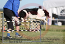 Simon---OC Agility - AB/NWT Regional Championships---June 08, 2013                                <p>PLEASE CLICK THE PRICE BOX BELOW TO DISPLAY MORE PRICE OPTIONS.</p>