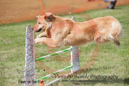 Splash---OC Agility - AB/NWT Regional Championships---June 08, 2013                                <p>PLEASE CLICK THE PRICE BOX BELOW TO DISPLAY MORE PRICE OPTIONS.</p>