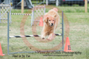 Splash---OC Agility - AB/NWT Regional Championships---June 09, 2013                                <p>PLEASE CLICK THE PRICE BOX BELOW TO DISPLAY MORE PRICE OPTIONS.</p>