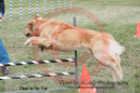 Splash---OC Agility - AB/NWT Regional Championships---June 09, 2013                                <p>PLEASE CLICK THE PRICE BOX BELOW TO DISPLAY MORE PRICE OPTIONS.</p>