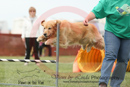 Splash---OC Agility - AB/NWT Regional Championships---June 07, 2013                                <p>PLEASE CLICK THE PRICE BOX BELOW TO DISPLAY MORE PRICE OPTIONS.</p>