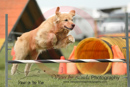 Splash---OC Agility - AB/NWT Regional Championships---June 07, 2013                                <p>PLEASE CLICK THE PRICE BOX BELOW TO DISPLAY MORE PRICE OPTIONS.</p>
