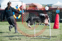 Sprite---OC Agility - AB/NWT Regional Championships---June 08, 2013                                <p>PLEASE CLICK THE PRICE BOX BELOW TO DISPLAY MORE PRICE OPTIONS.</p>