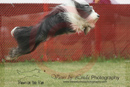 Sprite---OC Agility - AB/NWT Regional Championships---June 09, 2013                                <p>PLEASE CLICK THE PRICE BOX BELOW TO DISPLAY MORE PRICE OPTIONS.</p>