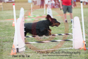 Tatum---OC Agility - AB/NWT Regional Championships---June 08, 2013                                <p>PLEASE CLICK THE PRICE BOX BELOW TO DISPLAY MORE PRICE OPTIONS.</p>