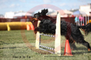 Tatum---OC Agility - AB/NWT Regional Championships---June 08, 2013                                <p>PLEASE CLICK THE PRICE BOX BELOW TO DISPLAY MORE PRICE OPTIONS.</p>