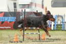 Tatum---OC Agility - AB/NWT Regional Championships---June 09, 2013                                <p>PLEASE CLICK THE PRICE BOX BELOW TO DISPLAY MORE PRICE OPTIONS.</p>