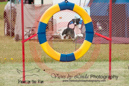 Topaz---OC Agility - AB/NWT Regional Championships---June 07, 2013                                <p>PLEASE CLICK THE PRICE BOX BELOW TO DISPLAY MORE PRICE OPTIONS.</p>