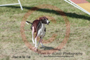 Topaz---OC Agility - AB/NWT Regional Championships---June 08, 2013                                <p>PLEASE CLICK THE PRICE BOX BELOW TO DISPLAY MORE PRICE OPTIONS.</p>